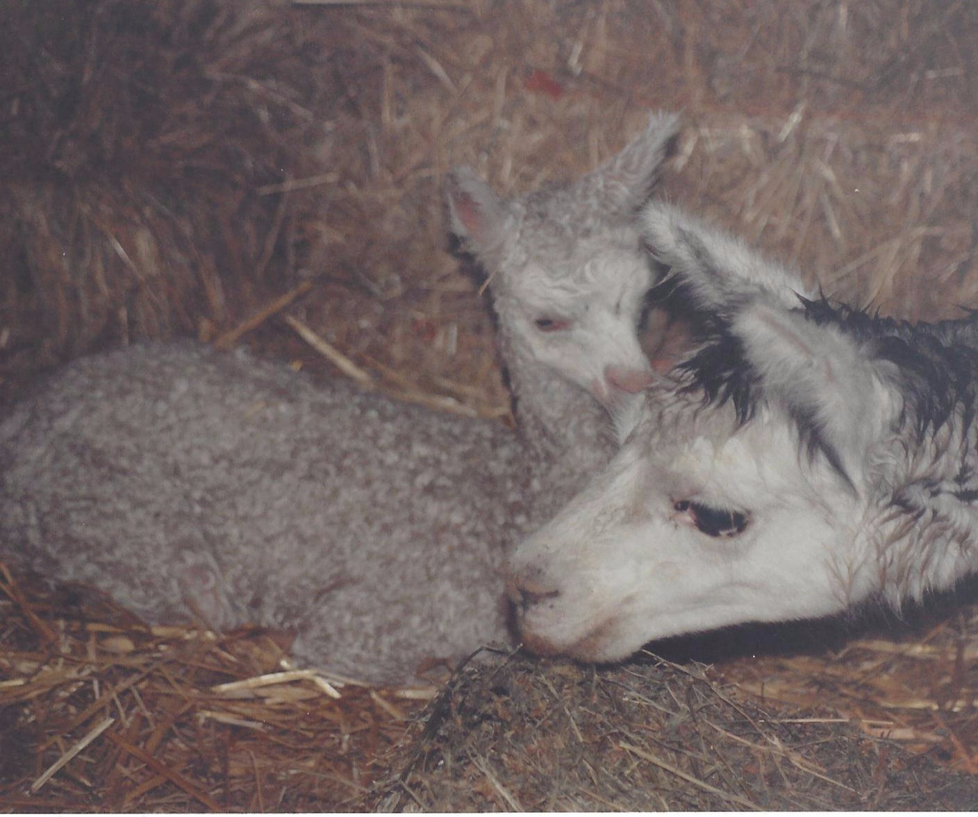 Glenavon Alpacas First Cria