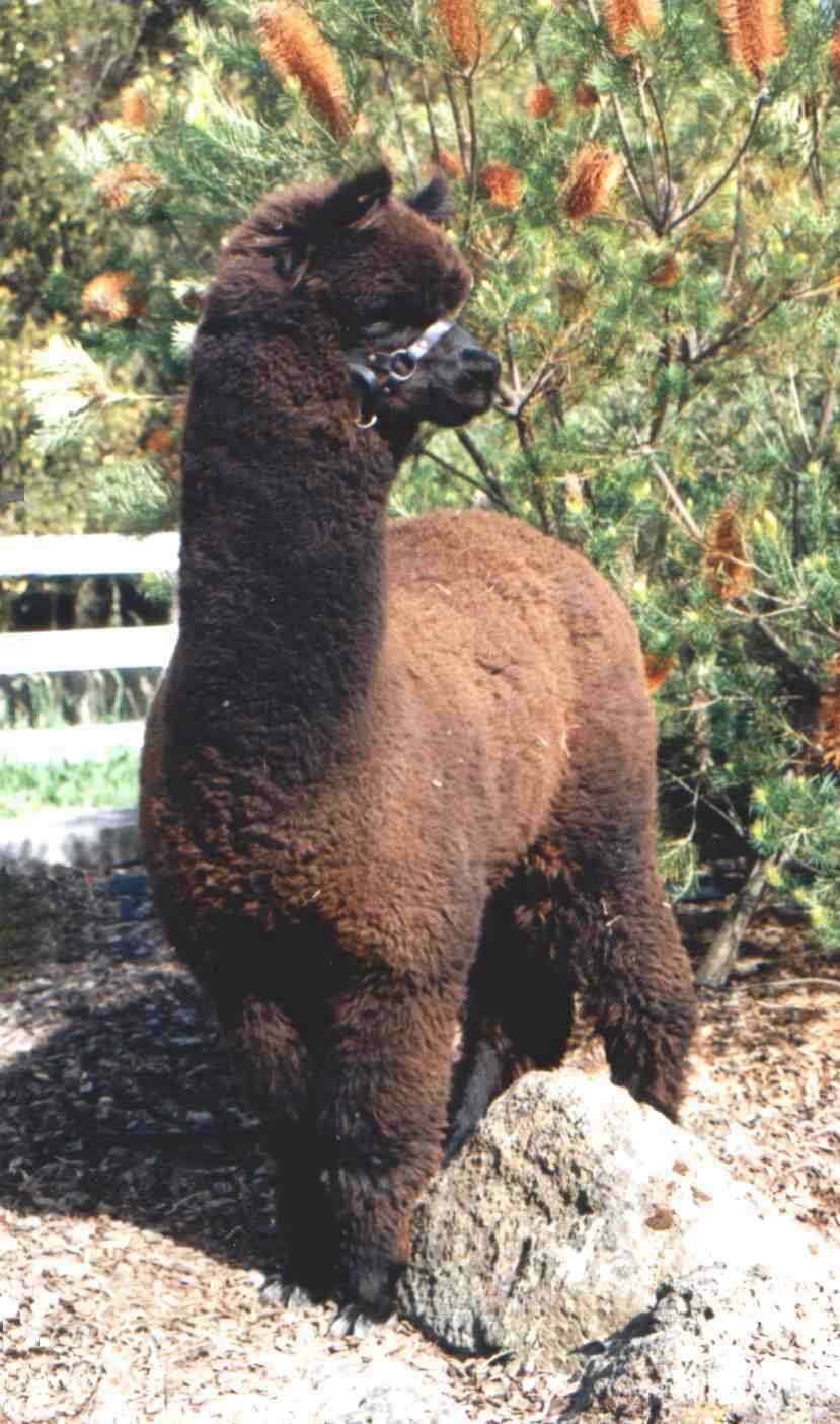 Glenavon Alpacas Rueben