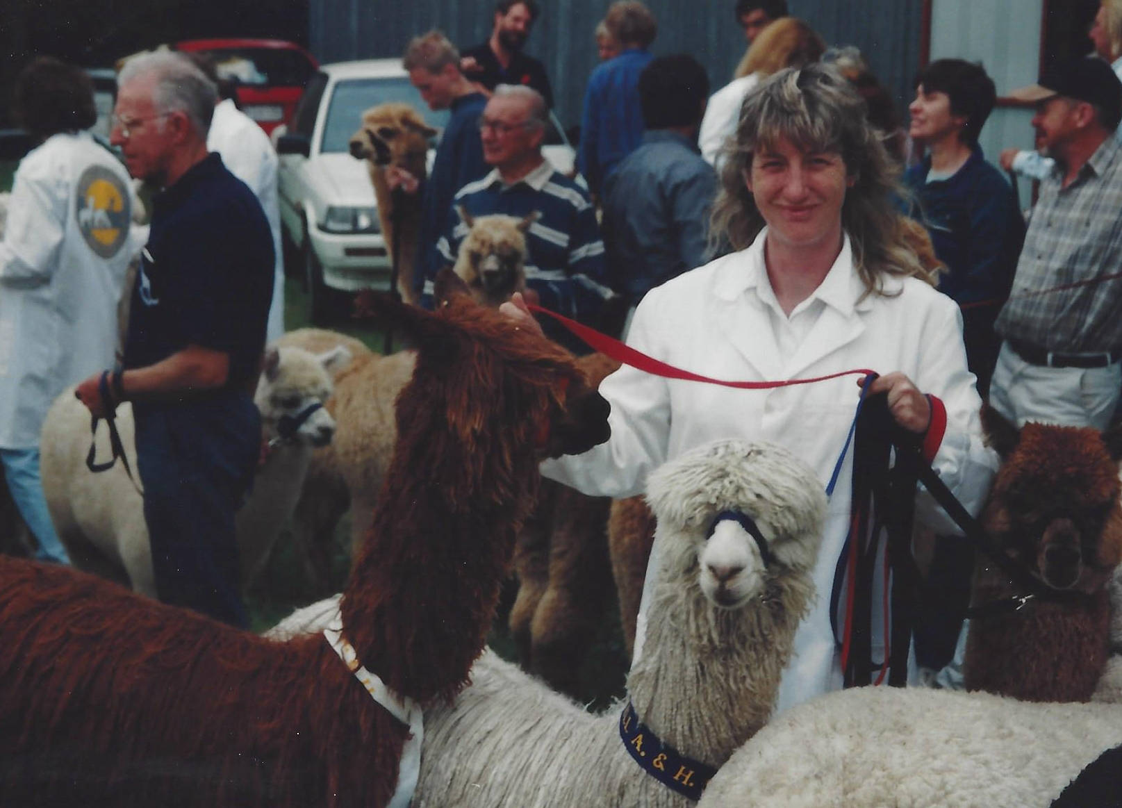 Glenavon Alpacas Show Handling