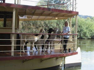 Glenavon Alpacas Out for a Day on the Murray