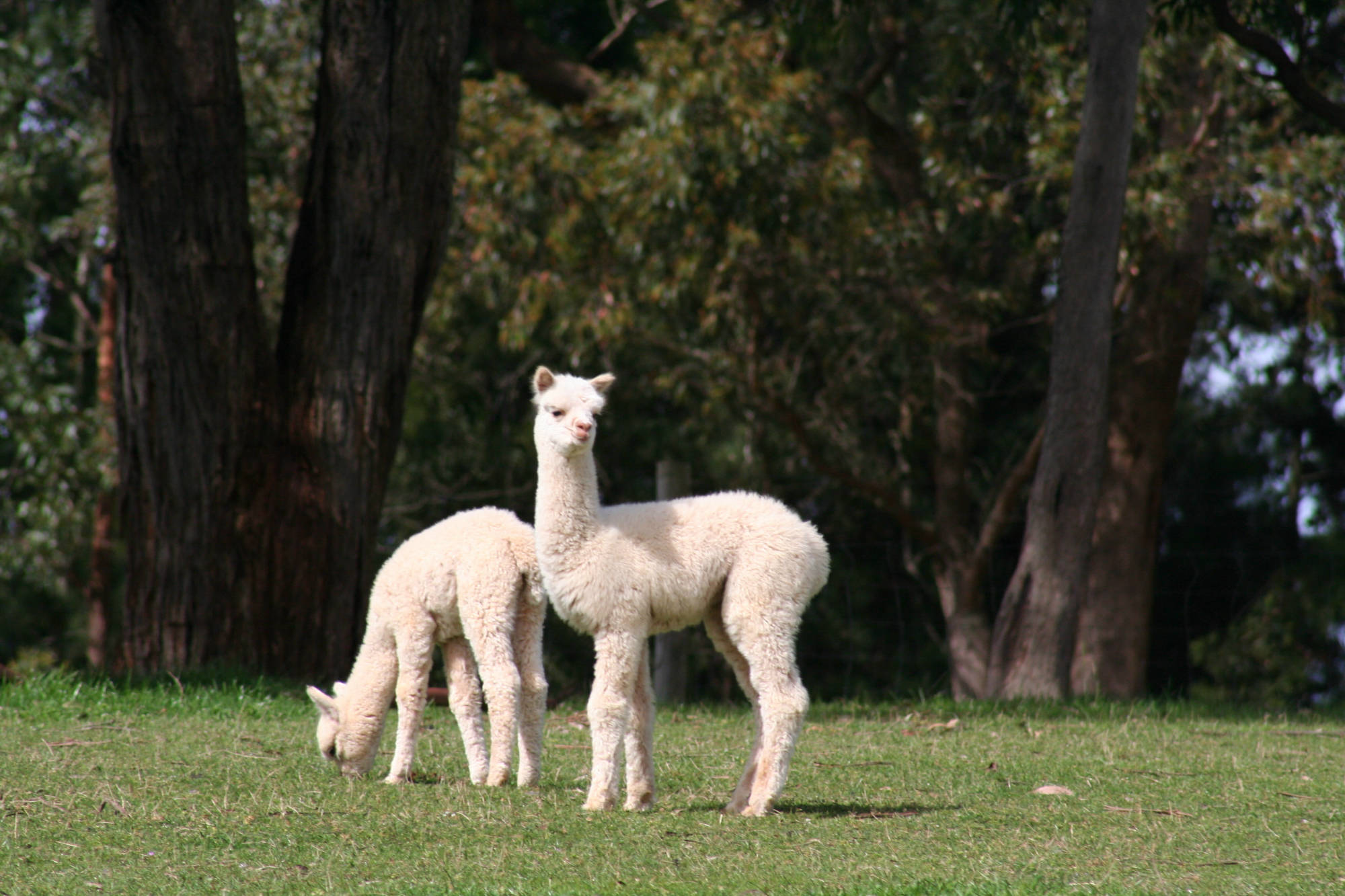 Glenavon Alpacas White Crias 