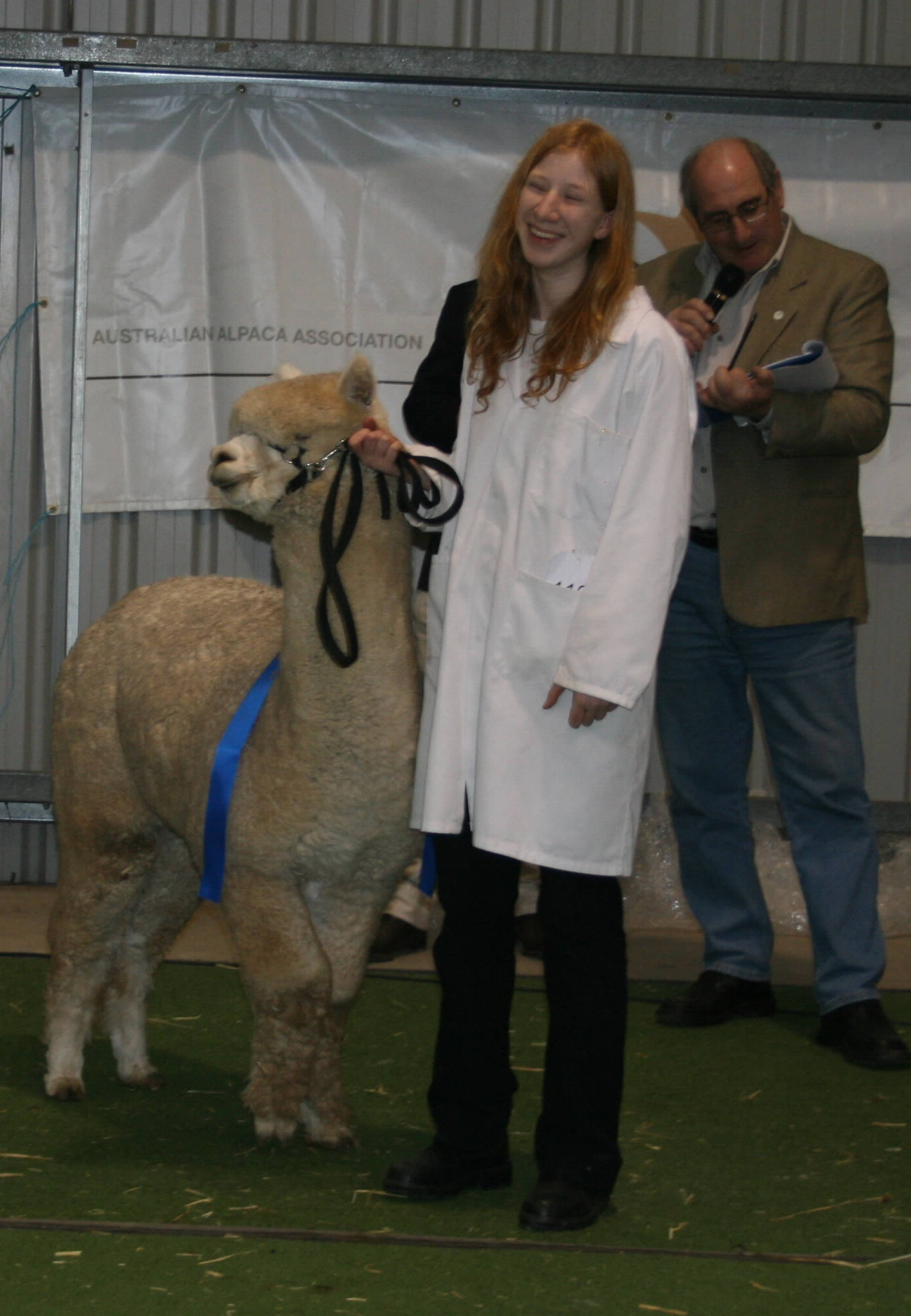 Glenavon Alpacas Oliver in Show Ring