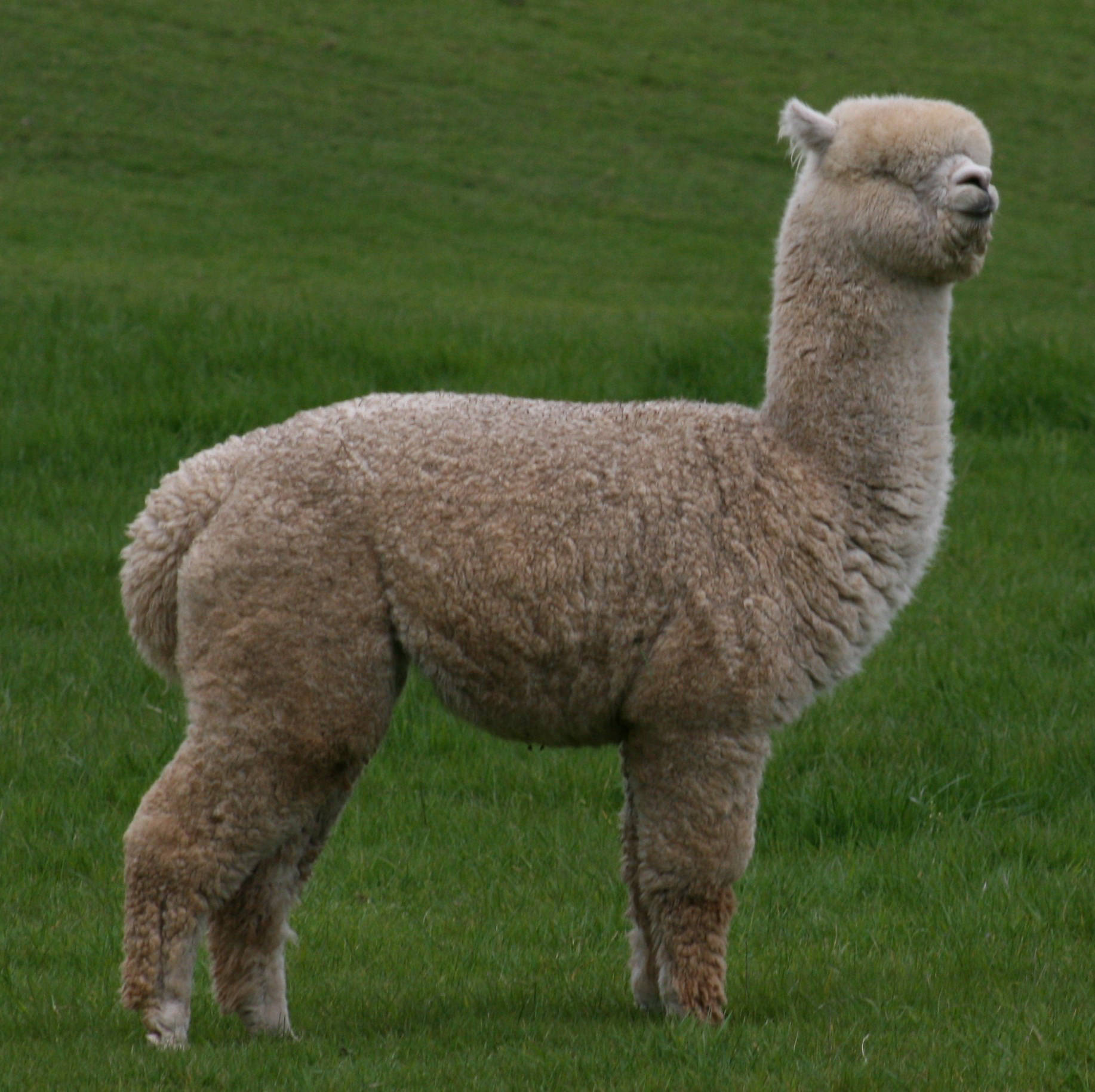 Glen Avon Alpacas Oliver