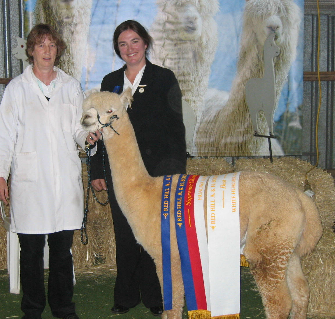 Glenavon Alpacas Oliver Show Champion