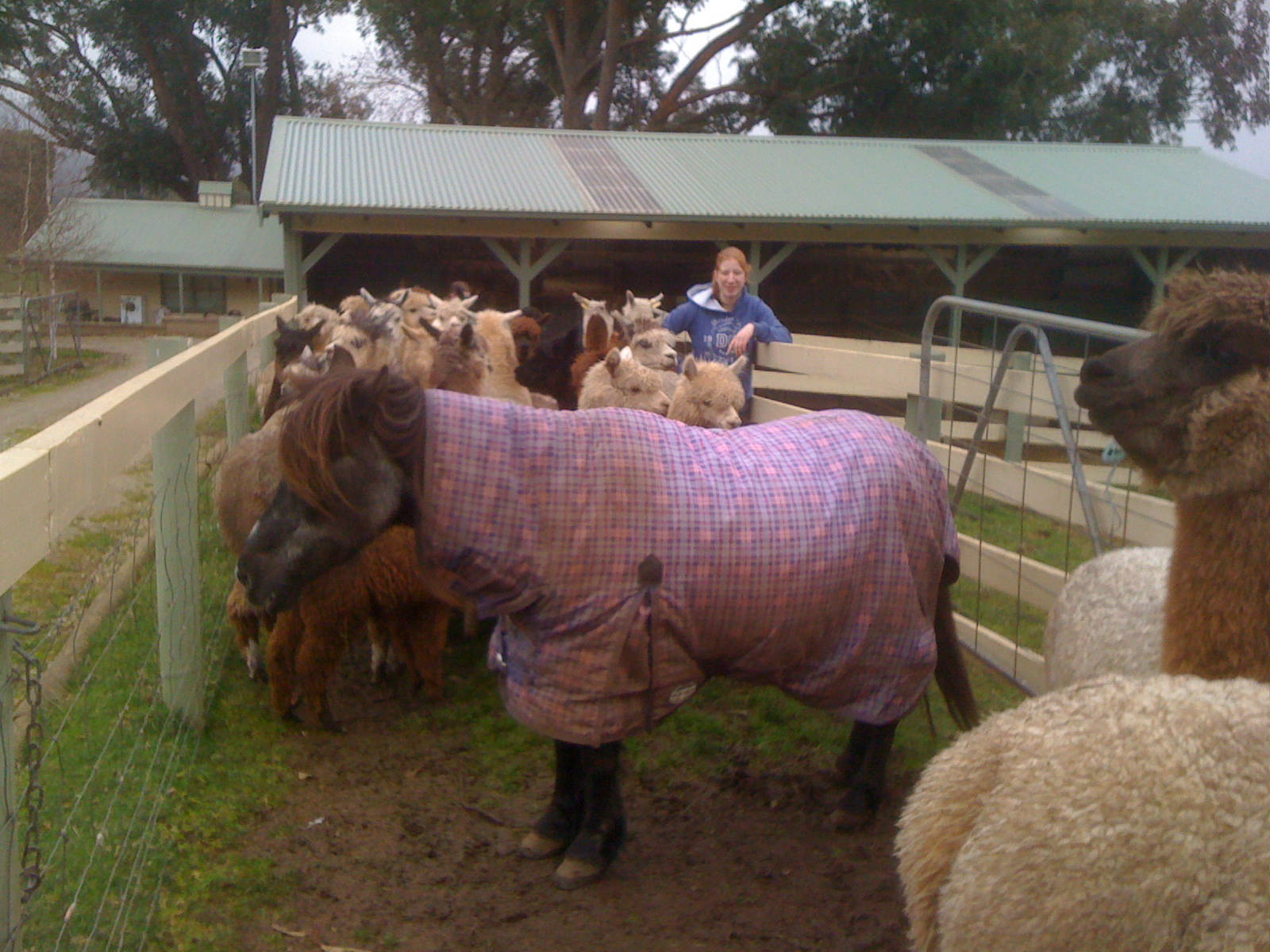 Glenavon Alpacas Dolly and Friends