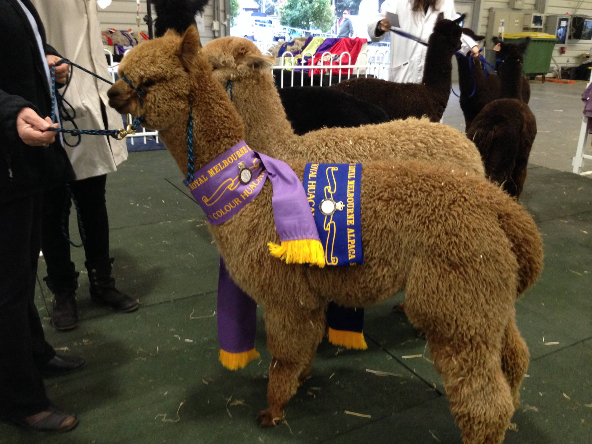 Glenavon Alpacas Show Winners