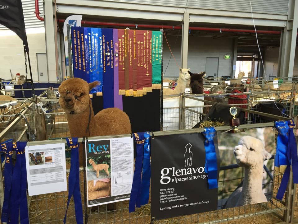 Glenavon Alpacas Rev at the Show