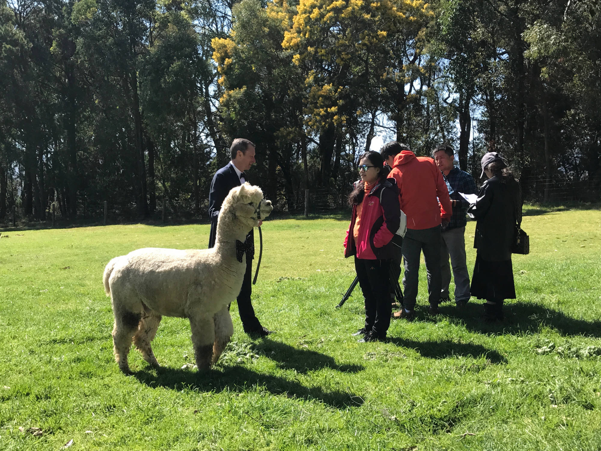 Glenavon Alpacas Oliver Big Day Out