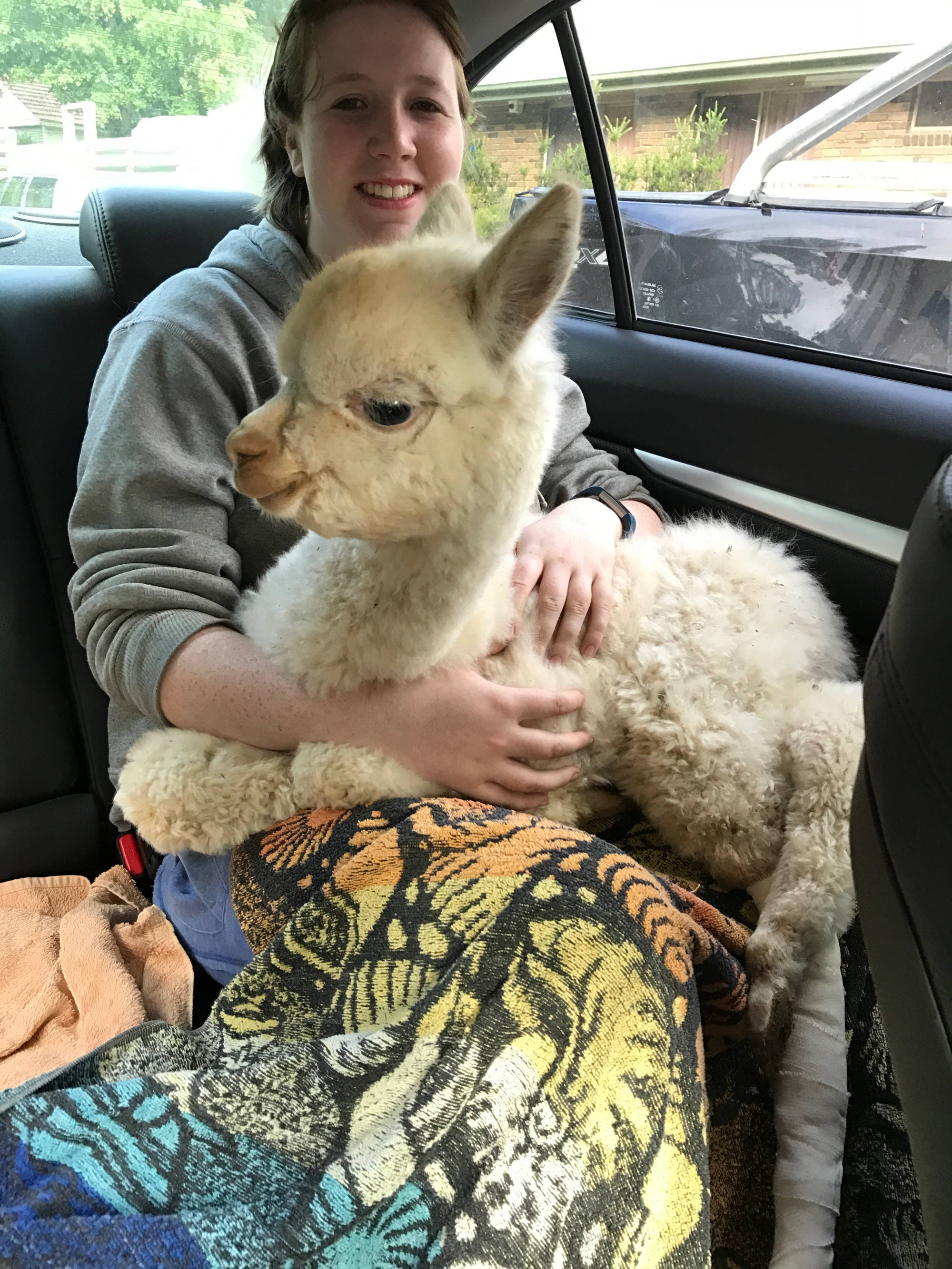 Glenavon Alpacas Cria Nursed 