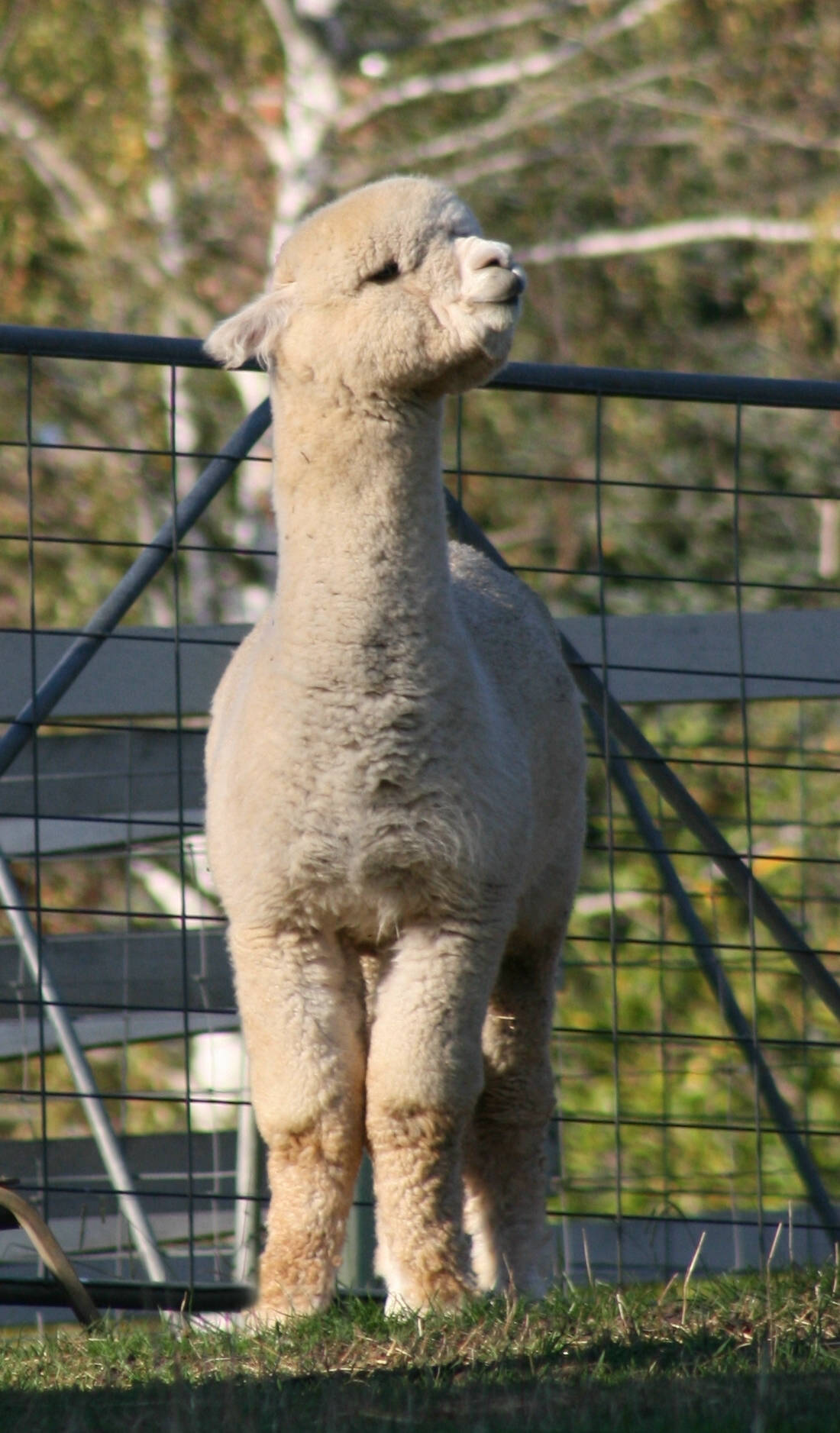 Glenavon Alpacas Oliver Stud Male